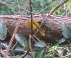 Eucometis penicillata