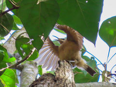 Ptiloris victoriae