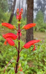 Lamourouxia macrantha