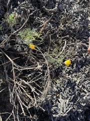 Eschscholzia californica