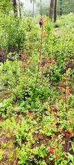 Lamourouxia macrantha