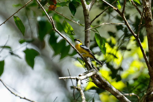 Yellow-breasted Boatbill (Machaerirhynchus flaviventer), photo 9