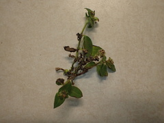 Richardia brasiliensis