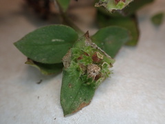 Richardia brasiliensis