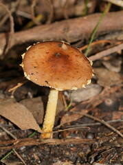 Stropharia formosa
