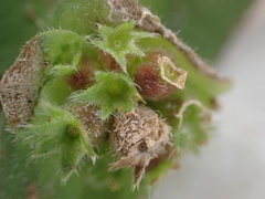 Richardia brasiliensis