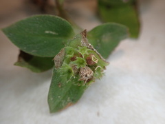 Richardia brasiliensis