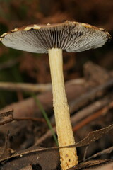 Stropharia formosa