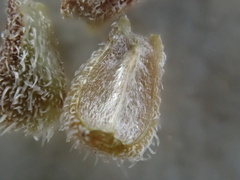 Richardia brasiliensis