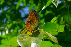 Charaxes varanes varanes