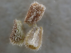 Richardia brasiliensis