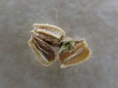 Richardia brasiliensis