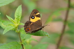 Tisiphone abeona albifascia