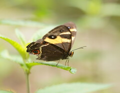 Tisiphone abeona albifascia