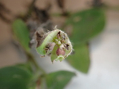 Richardia brasiliensis