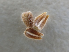 Richardia brasiliensis