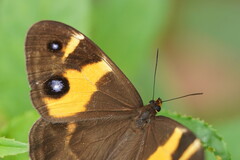 Tisiphone abeona albifascia