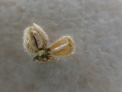 Richardia brasiliensis