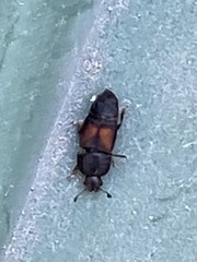 Carpophilus discoideus