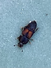 Carpophilus discoideus