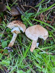 Verrucosporaceae