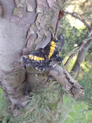 Catasticta teutila