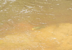 Euastacus yarraensis