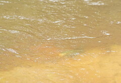 Euastacus yarraensis