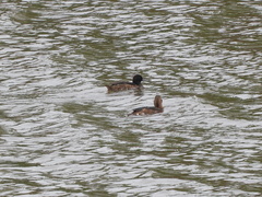 Heteronetta atricapilla