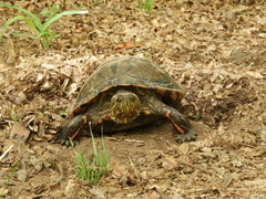 Trachemys dorbigni