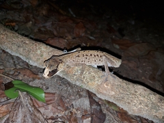 Carphodactylus laevis