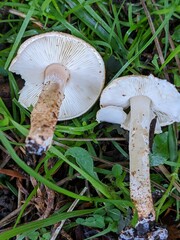 Verrucosporaceae