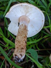 Verrucosporaceae