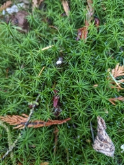 Polytrichastrum alpinum