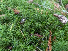 Polytrichastrum alpinum