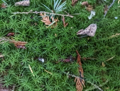 Polytrichastrum alpinum