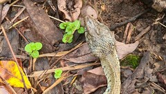 Natrix astreptophora