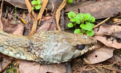 Natrix astreptophora