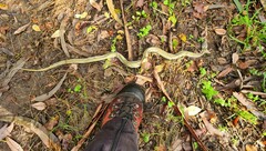 Natrix astreptophora