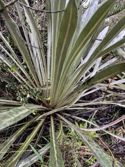 Espeletia