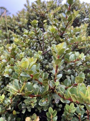 Symplocos theiformis