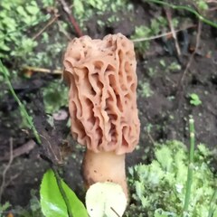 Morchella tridentina