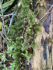 Hymenophyllum dentatum