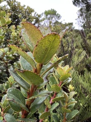 Symplocos theiformis