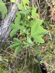 Passiflora subpeltata