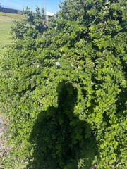 Ceanothus thyrsiflorus