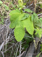 Passiflora subpeltata