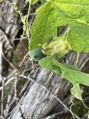 Passiflora subpeltata