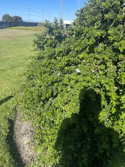 Ceanothus thyrsiflorus