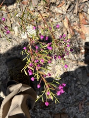 Boronia